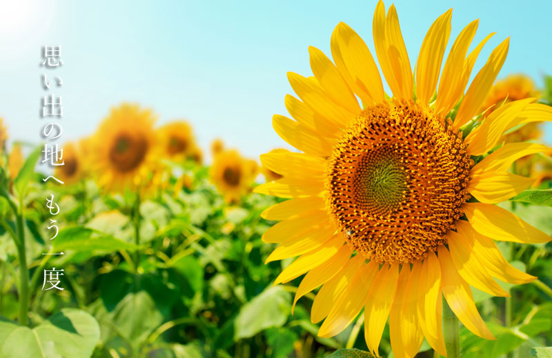 1627636974ひまわり.jpg